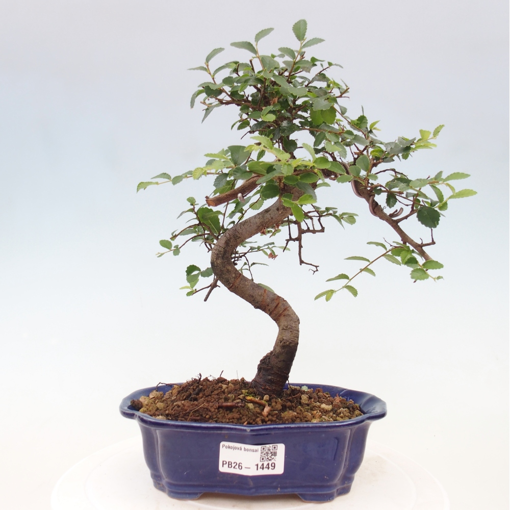 Room bonsai - Ulmus parvifolia - Small-leaved elm