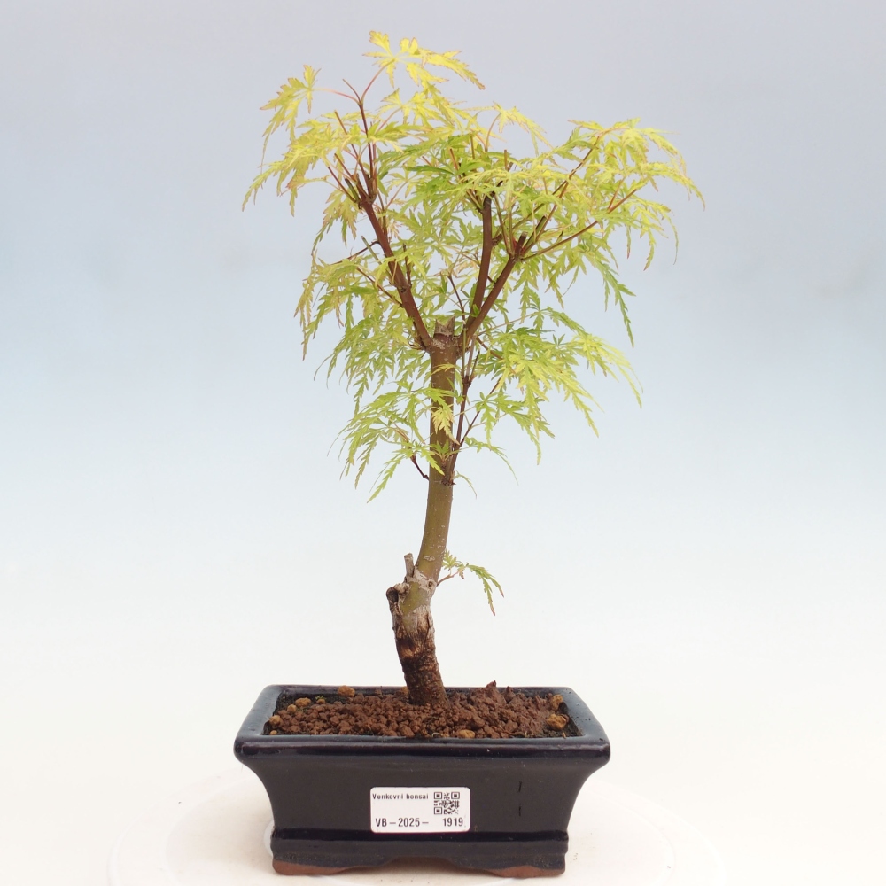 Outdoor bonsai - Acer palmatum Dissectum - Japanese Maple 