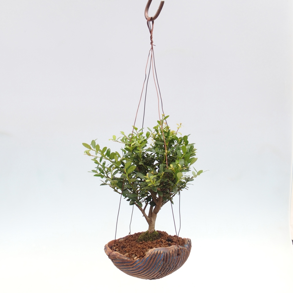 Kokedama in ceramic - Ilex crenata - Holly