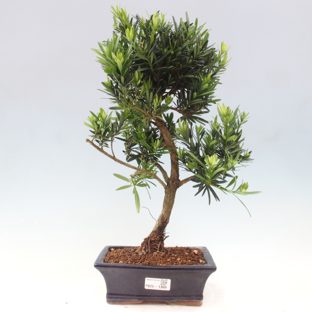 Indoor bonsai - Podocarpus - Stone thous