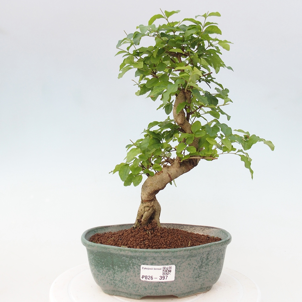 Room bonsai -Ligustrum chinensis - Birds Beak