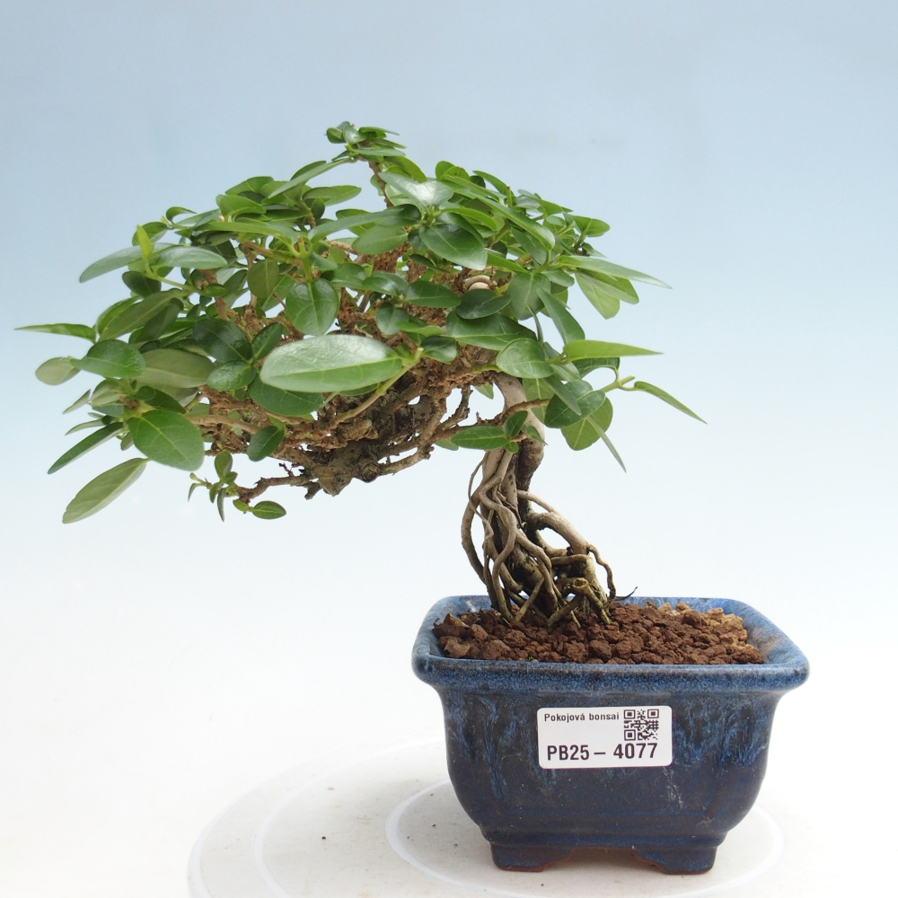 Indoor bonsai - Premna serratifolia - Kozlovna malolista