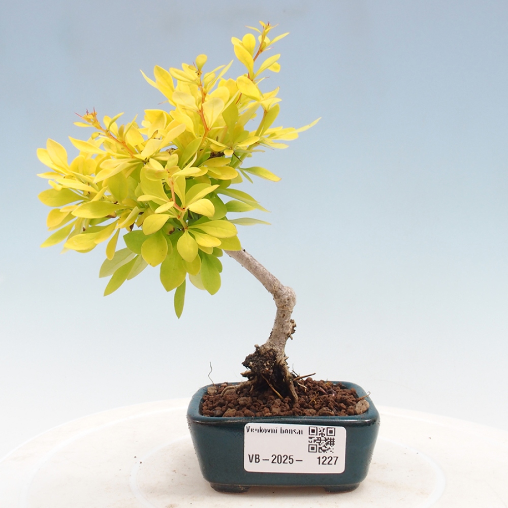 Outdoor bonsai - Berberis thunbergii - Barberry