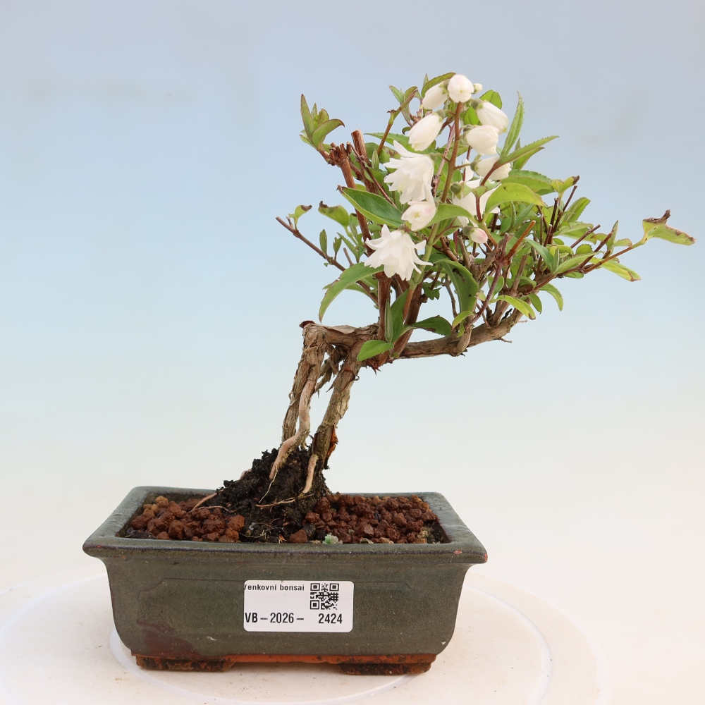 Outdoor Bonsai - Deutzia scabra 'Candidissima' - Trojpuk