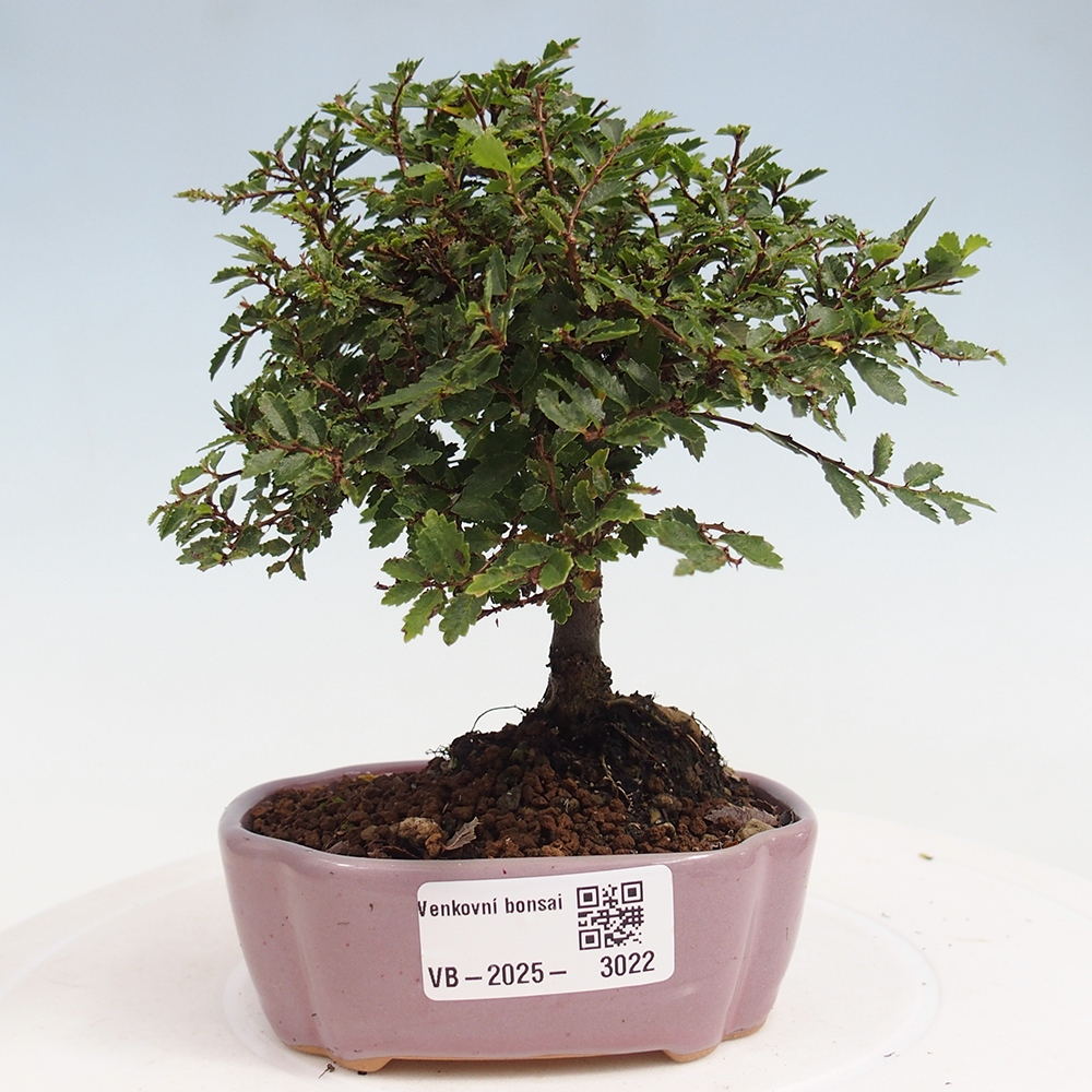 Outdoor bonsai - Ulmus parvifolia Sagei - Small-leaved elm