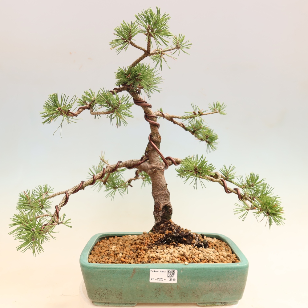 Outdoor Bonsai - Pinus mugo Humpy  - Mountain Pine