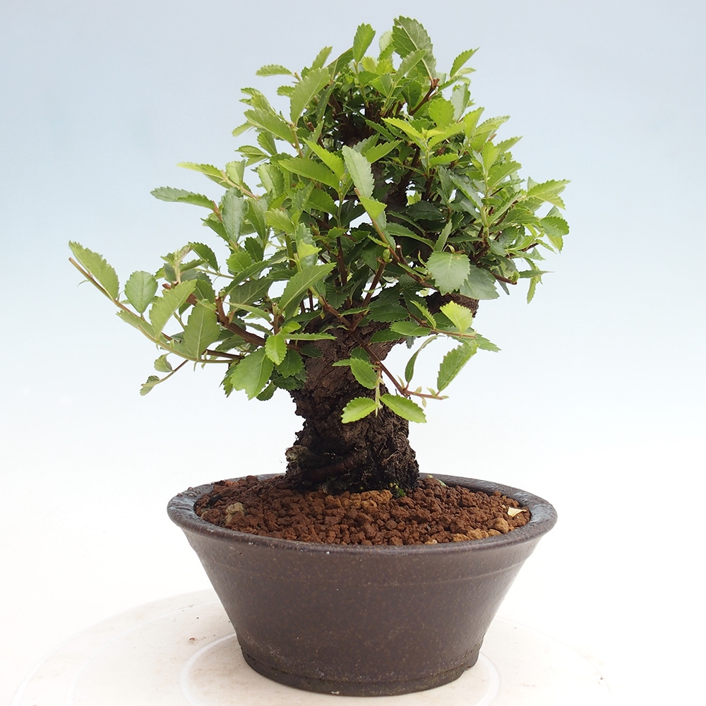 Outdoor bonsai - Zelkova - Zelkova NIRE