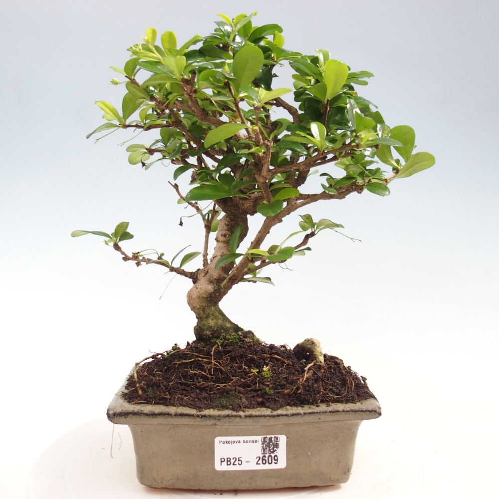 Indoor bonsai - Carmona macrophylla - Fuki tea