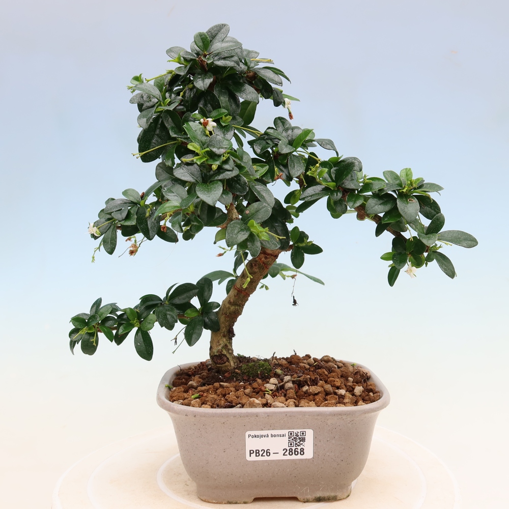 Room bonsai - Carmona macrophylla - Tea fuki