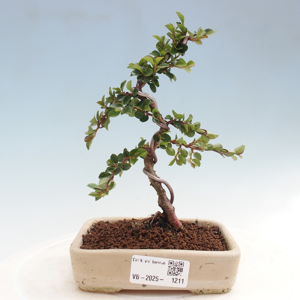 Outdoor bonsai - Cotoneaster horizontalis - Rock tree