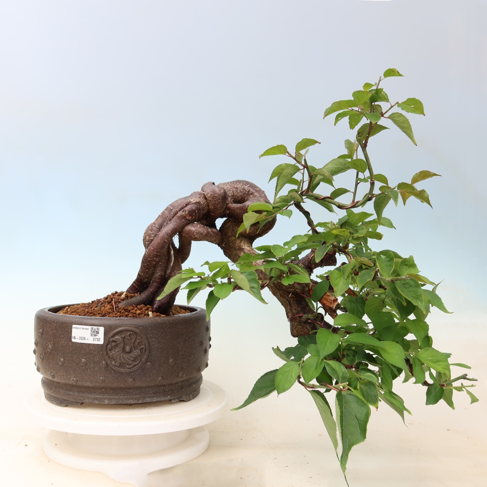 Outdoor Bonsai - Japanese Apricot - Prunus Mume
