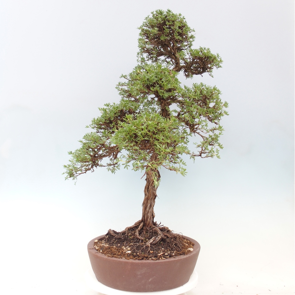 Outdoor bonsai - Potentila fruticosa