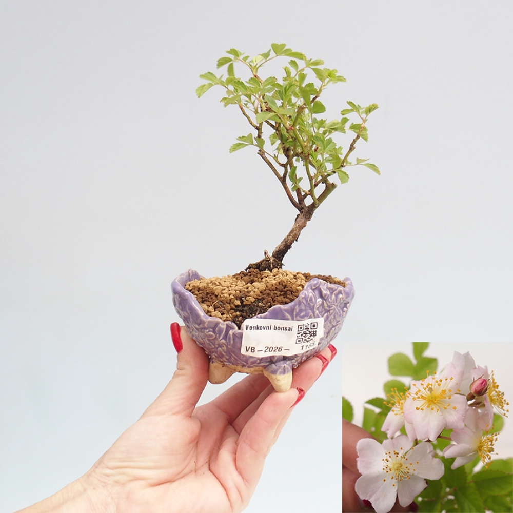 Outdoor bonsai - Rosa sp. - small-flowered rose
