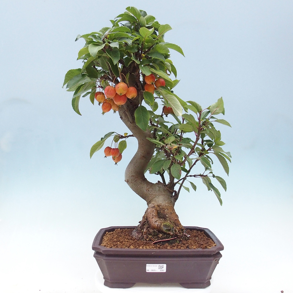 Outdoor bonsai - Malus halliana - Small-fruited apple tree