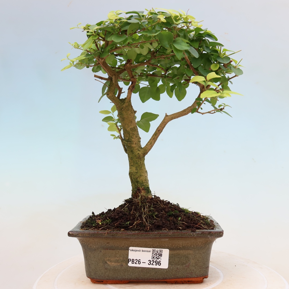 Room bonsai -Ligustrum chinensis - Birds Beak