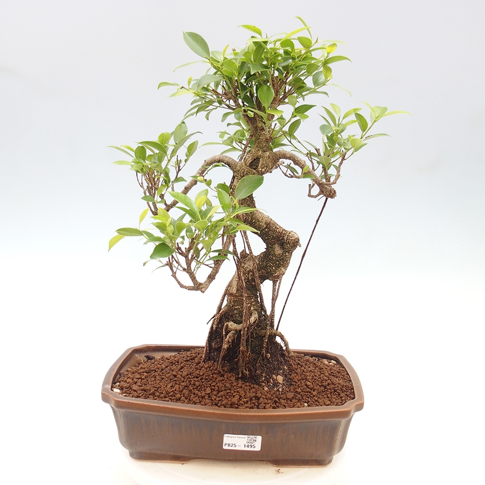 Indoor bonsai - Ficus kimmen - small-leaved ficus