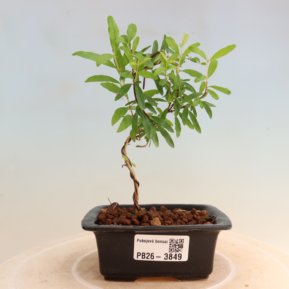 Room bonsai-PUNICA granatum nana-Granate apple