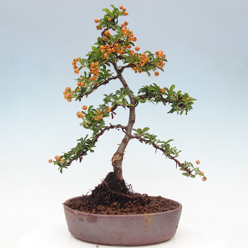 Outdoor Bonsai-Pyracanta Teton -Bakery