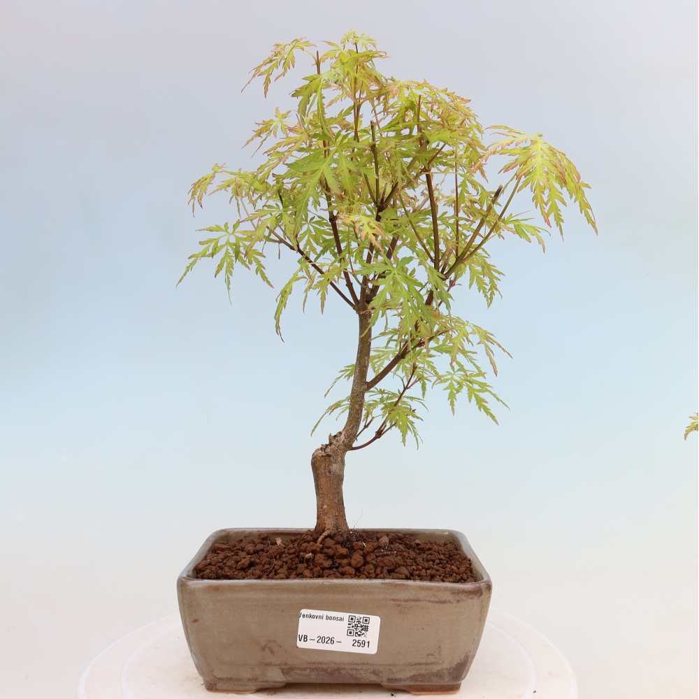 Outdoor Bonsai - Acer palmatum Dissectum - Japanese Maple 
