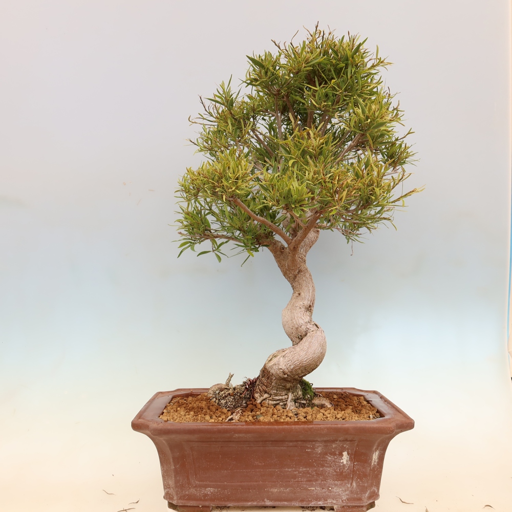 Room bonsai - Ficus nerifolia - small-leaved ficus