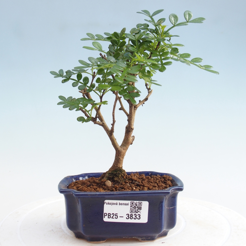 Room bonsai - Zantoxylum piperitum - Pepper tree PB220935