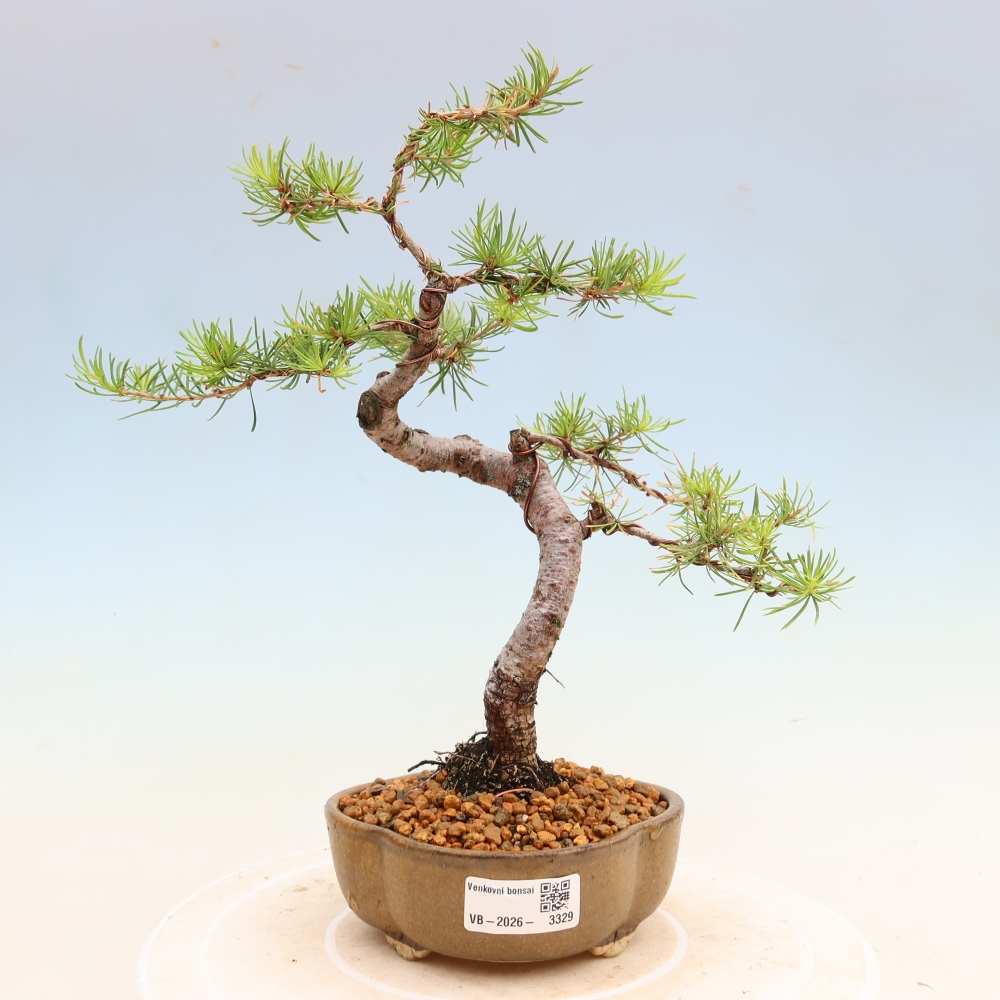 Outdoor bonsai -Larix decidua - Larch