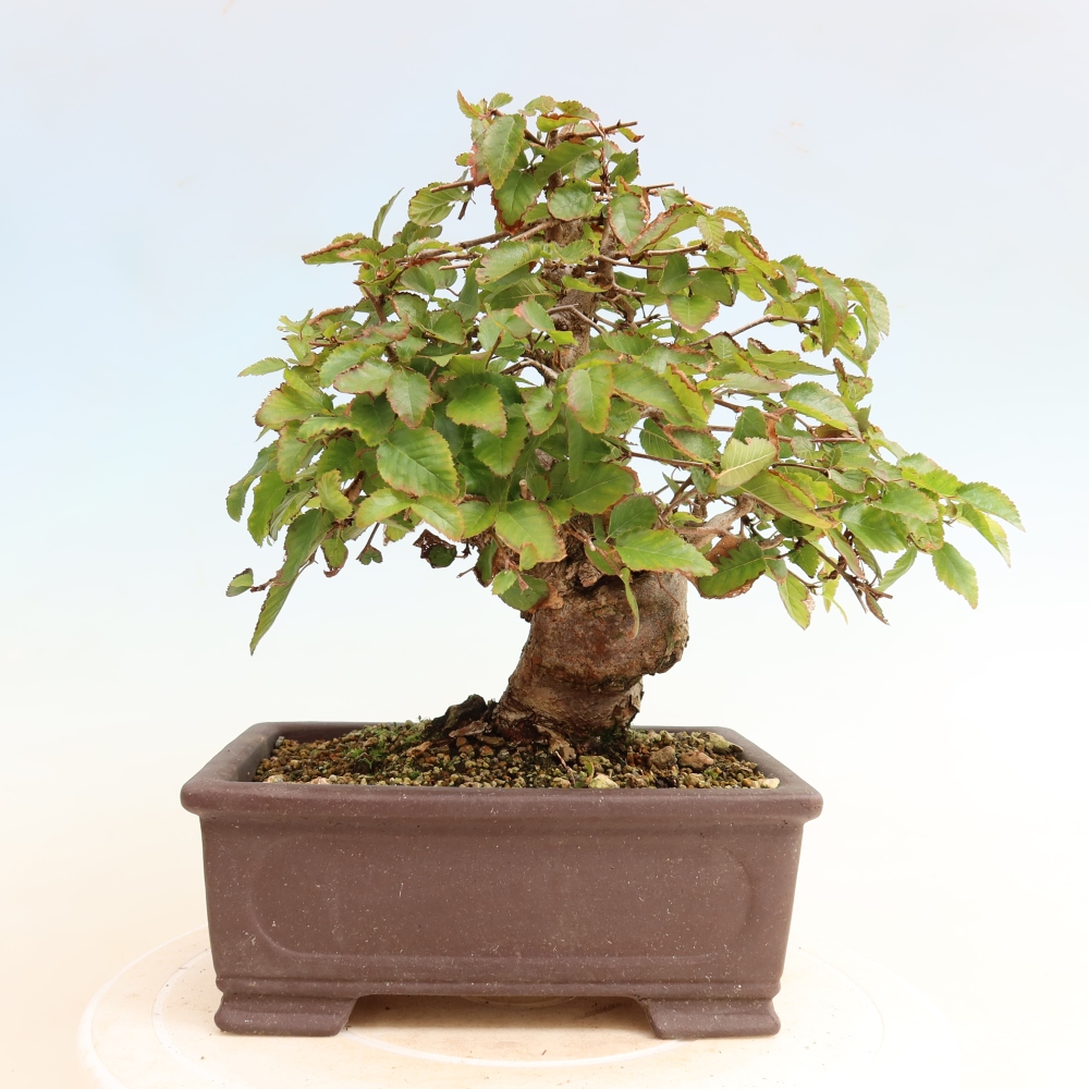 Outdoor bonsai -Carpinus CARPINOIDES - Korean Hornbeam
