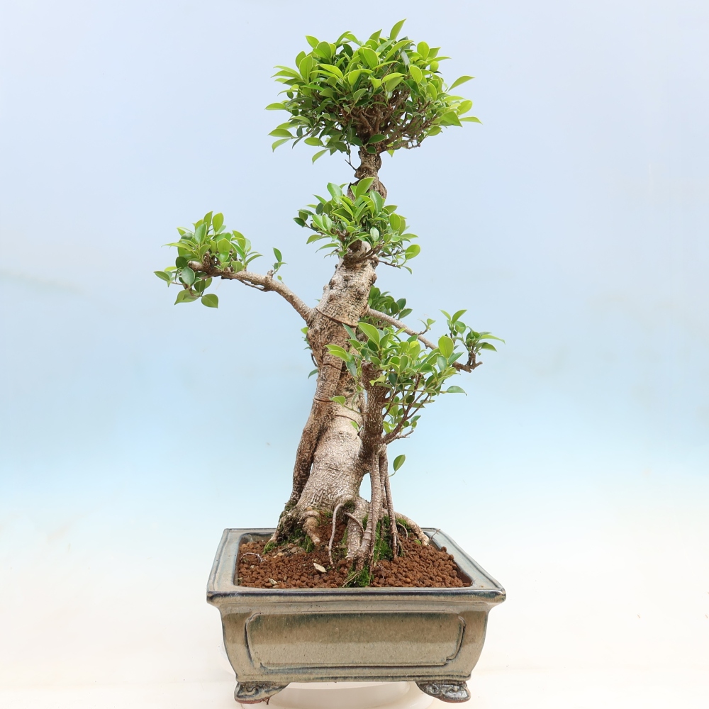 Room bonsai - Ficus kimmen - small-leaved ficus