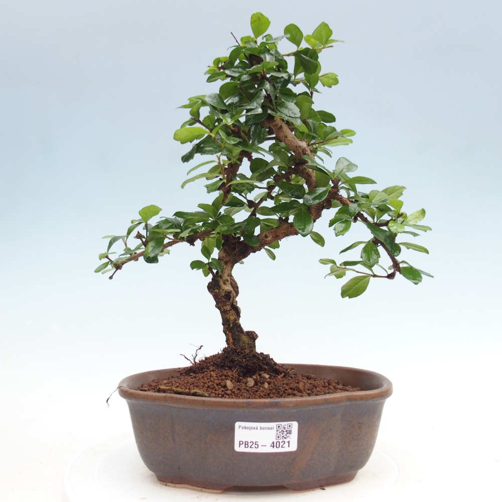 Room bonsai - Carmona macrophylla - Tea fuki