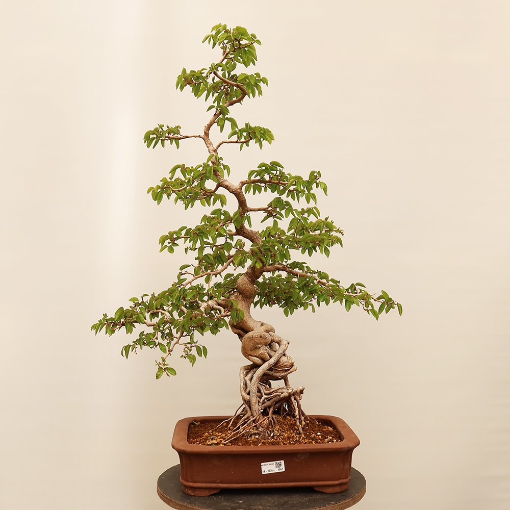 Outdoor bonsai - Carpinus Coreana - Korean hornbeam