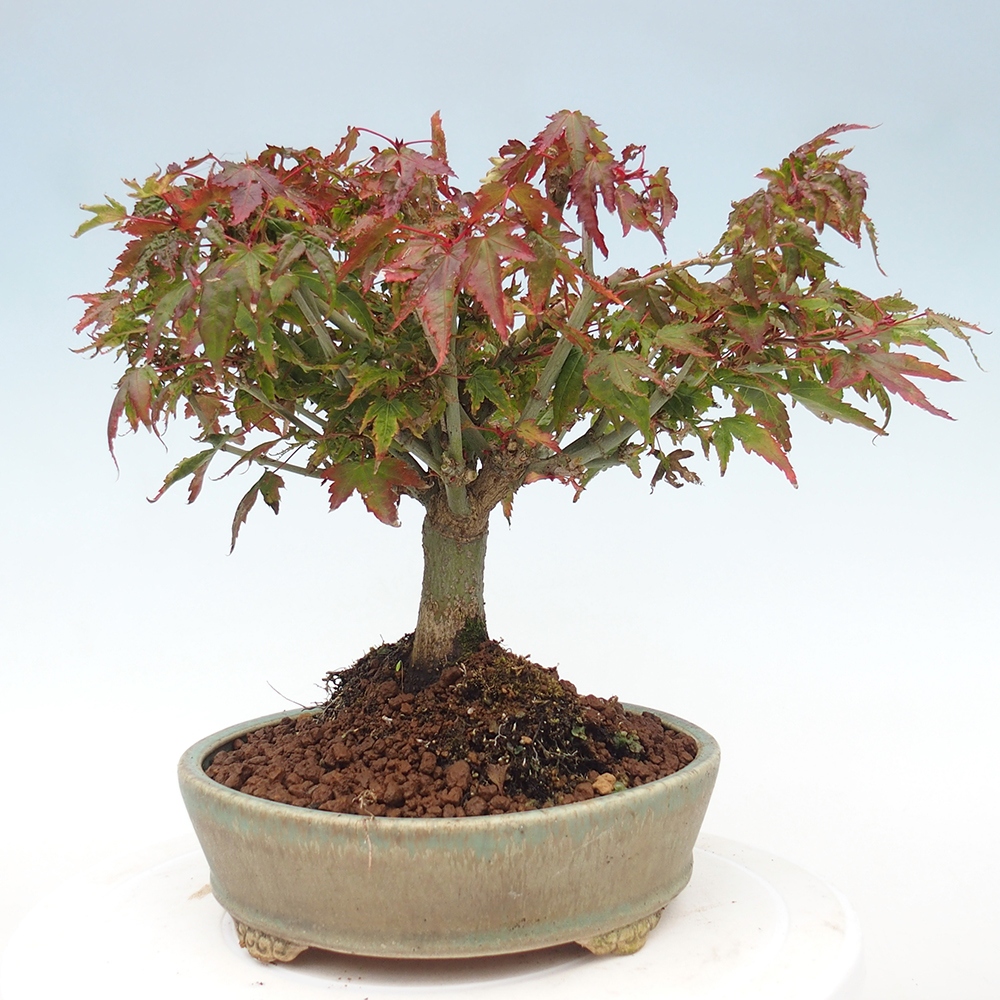 Acer palmatum KIOHIME - Palmetto maple