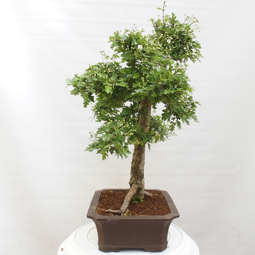 Outdoor bonsai - Hawthorn - Crataegus monogyna