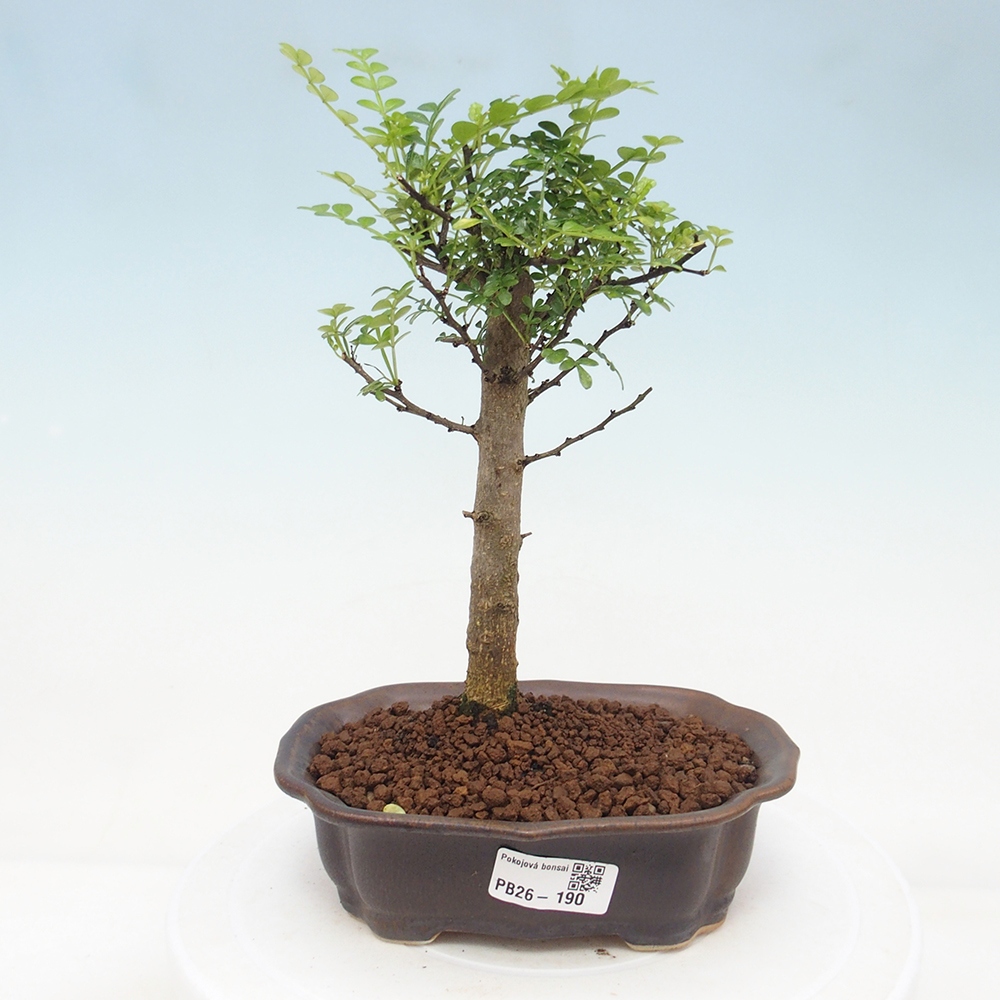Room bonsai - Zantoxylum piperitum - pepper tree