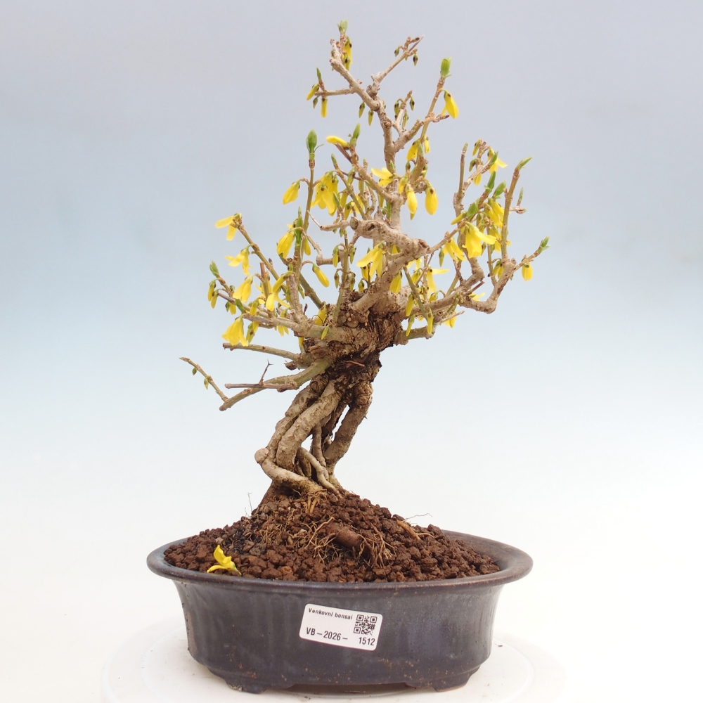 Outdoor bonsai - Zlatice - Forsythia koreana