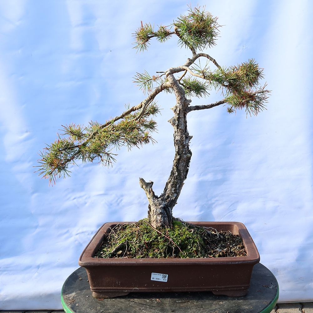 Pinus sylvestris Spain - Scots pine