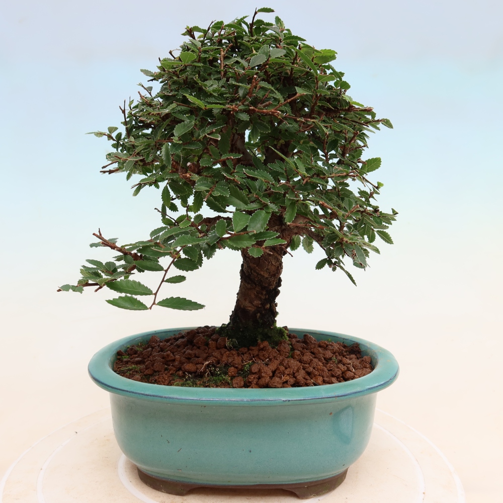 Outdoor bonsai - Zelkova - Zelkova NIRE