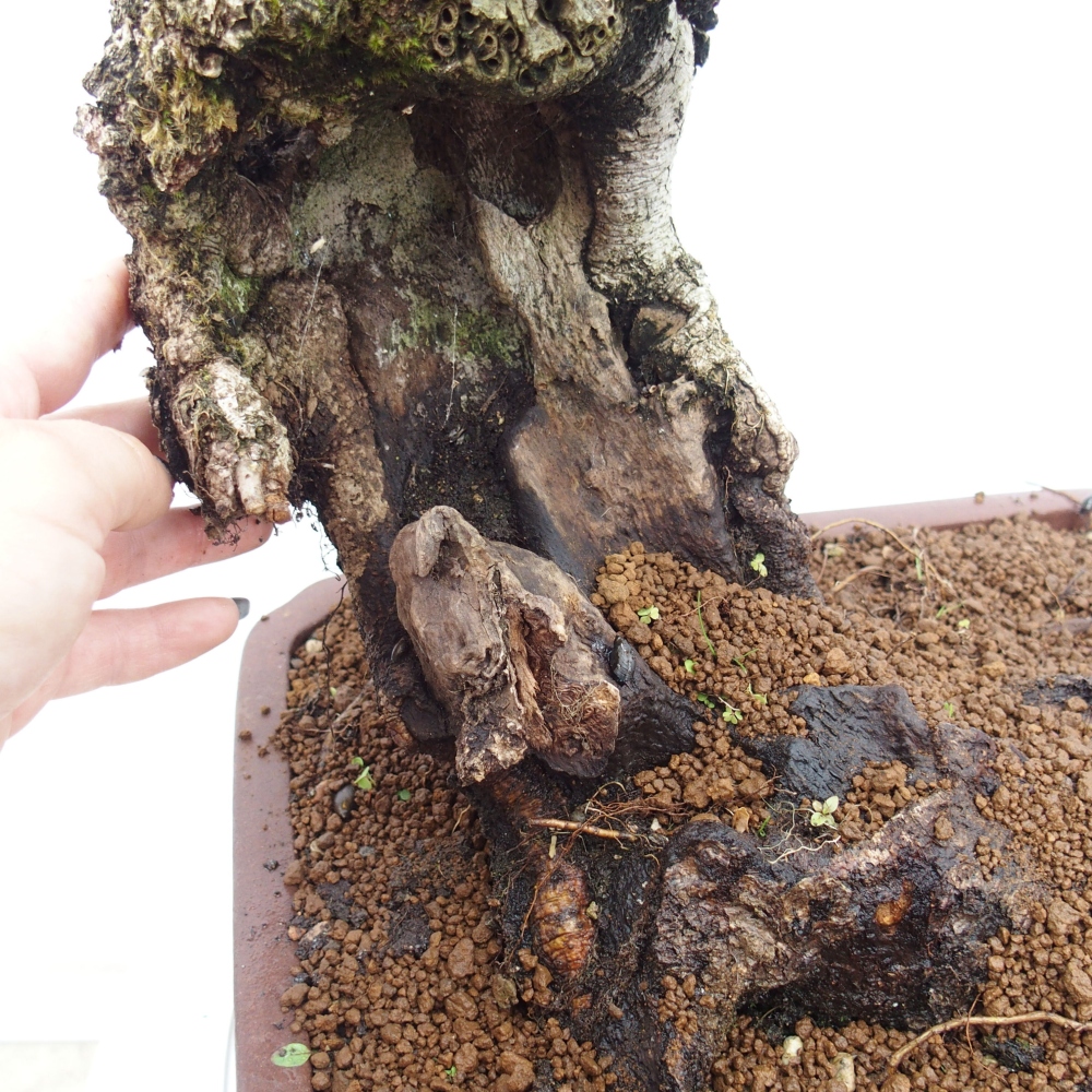 Yamadori - Quercus Ilex - Oak holly