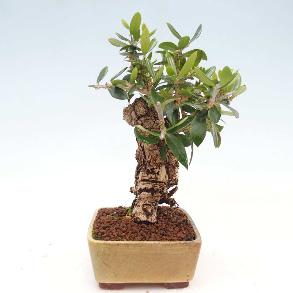 Indoor bonsai - Olea europaea sylvestris - European small-leaved olive oil