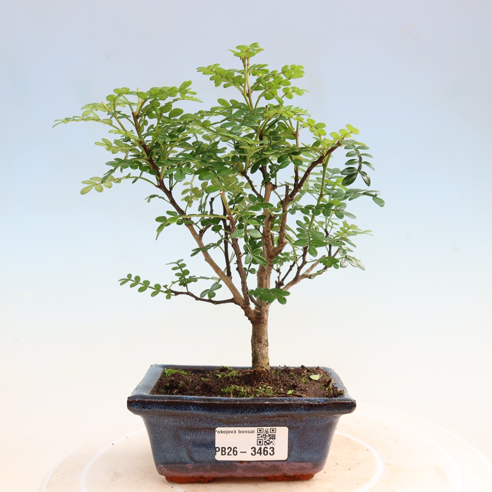 Room bonsai - Zantoxylum piperitum - pepper tree