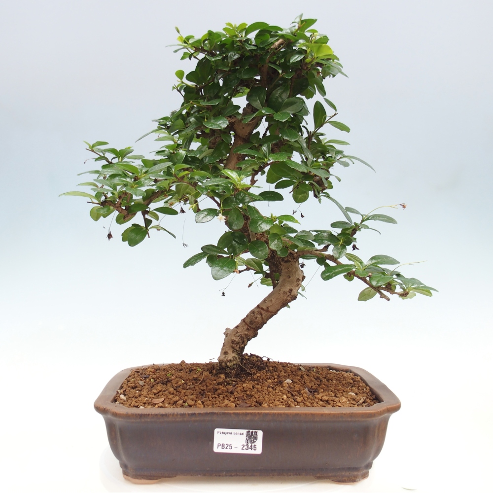 Room bonsai - Carmona macrophylla - Tea fuki