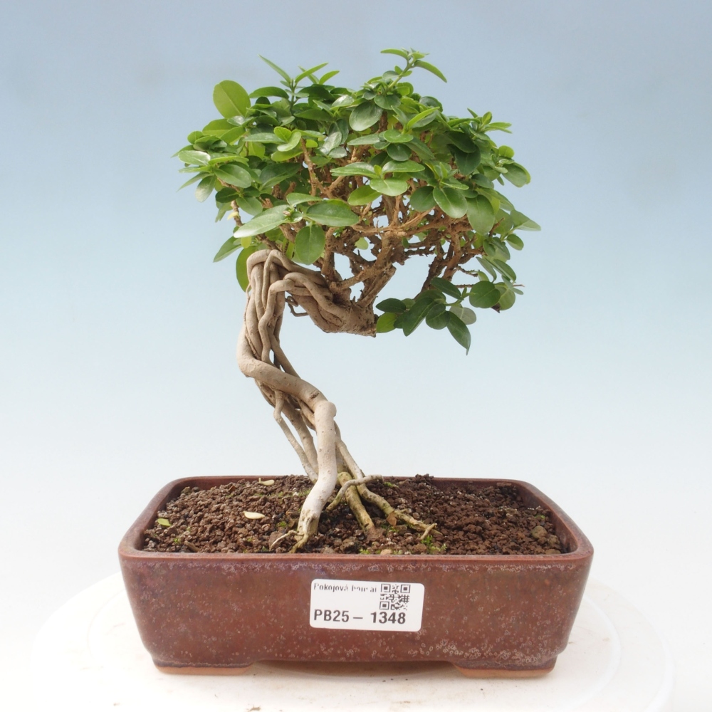 Indoor bonsai - Premna serratifolia - Kozlovon small-leaved