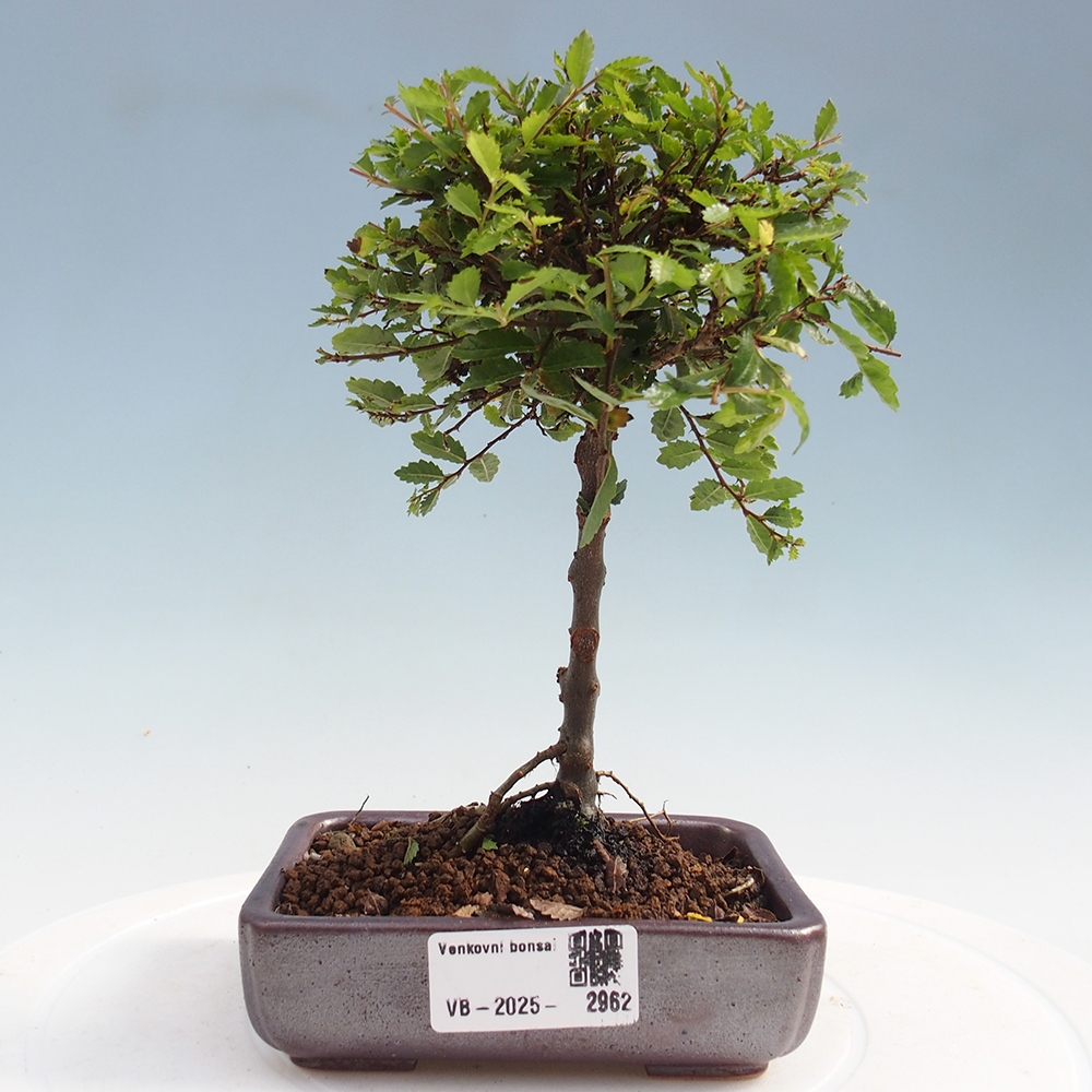 Outdoor bonsai - Ulmus parvifolia Sagei - Small-leaved elm