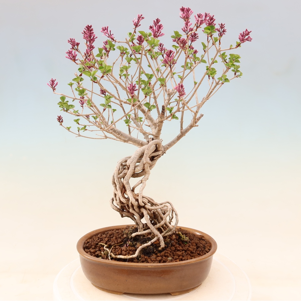 Outdoor bonsai - Syringa microphylla - small-flowered lilac