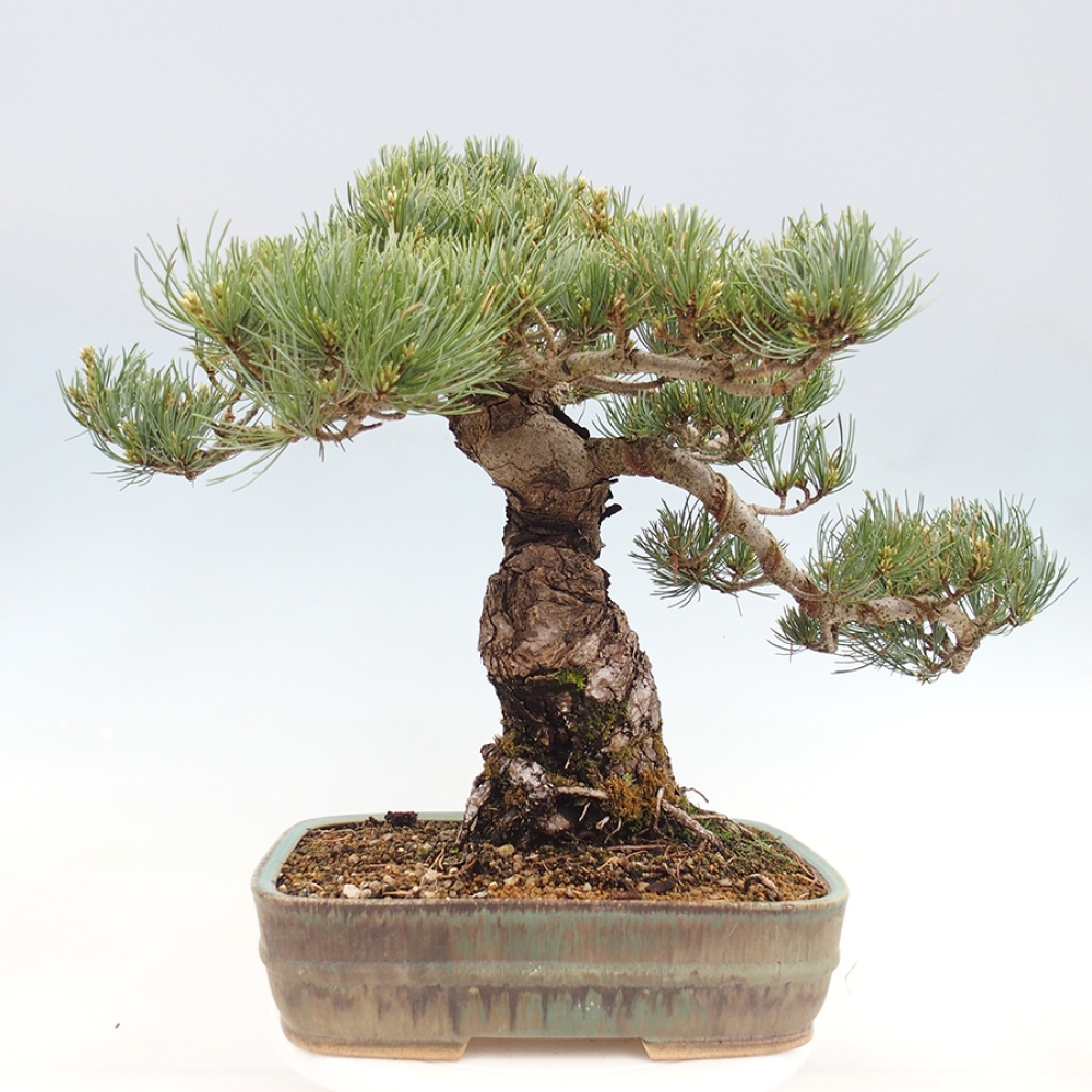 Outdoor bonsai - Pinus parviflora - Pinus parviflora