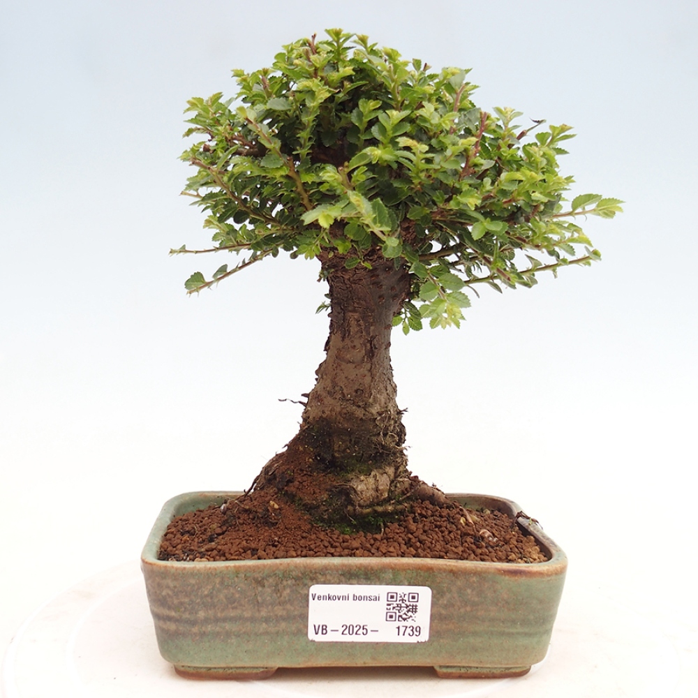 Outdoor bonsai - Ulmus parvifolia Hokkaido - Chinese elm
