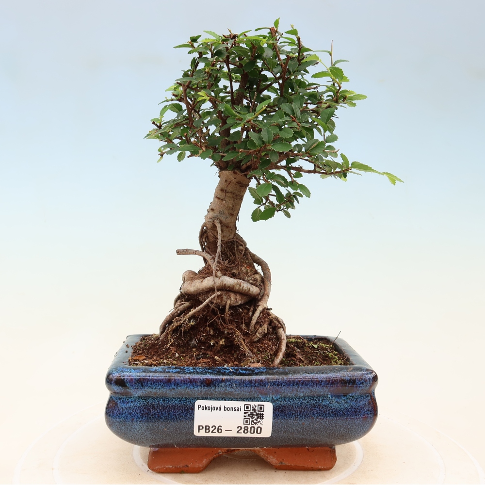 Room bonsai - Ulmus parvifolia - Small-leaved elm