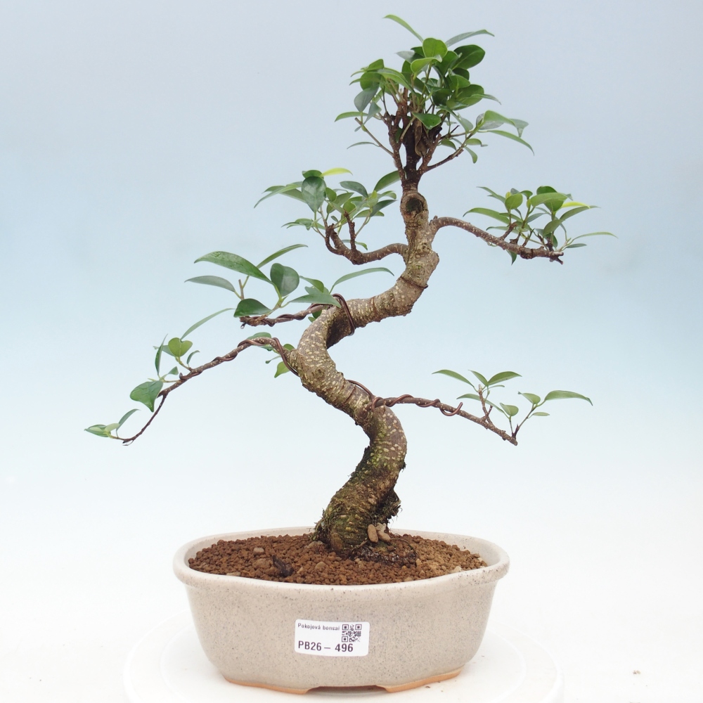Room bonsai - Ficus retusa - small-leaved ficus