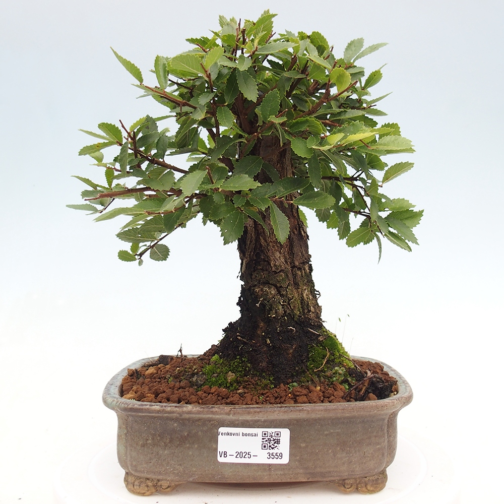 Outdoor bonsai - Zelkova - Zelkova NIRE