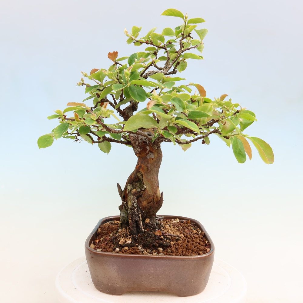 Outdoor bonsai - Pseudocydonia sinensis - Chinese quince