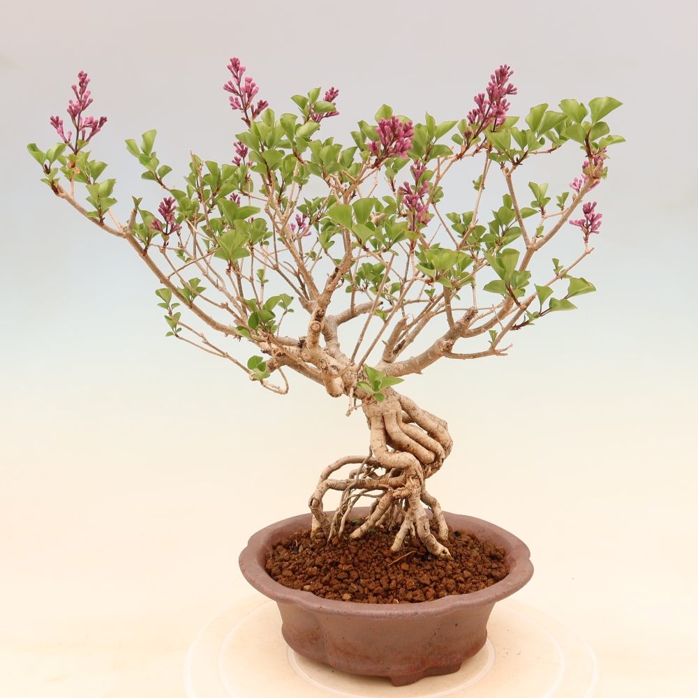 Outdoor bonsai - Syringa microphylla - small-flowered lilac
